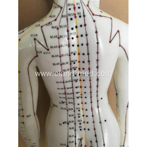 MALE ACUPUNCTURE MODEL